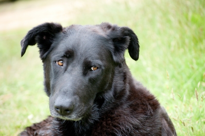 gallery/tilly pensive