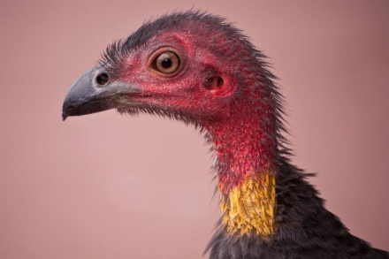 gallery/bush turkey kwj