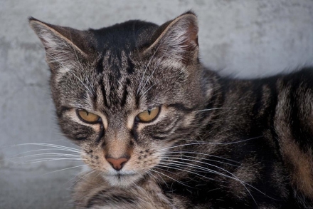 gallery/clyde cat kwj