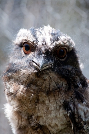 gallery/lorrellspets_118