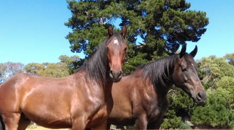 gallery/elvis & flynn