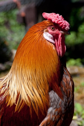 gallery/squawker the rooster