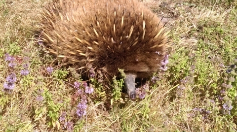 gallery/echidna